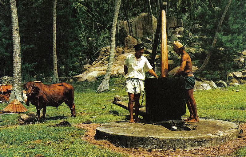 Coconut oil making