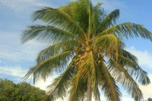 coconut palm tree
