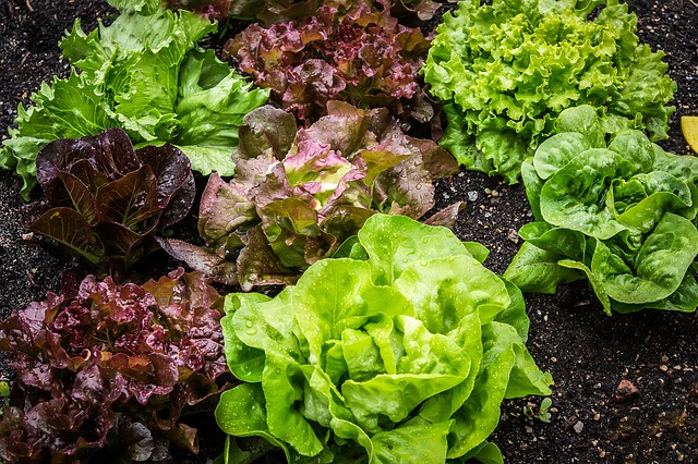 a variety of lettuces