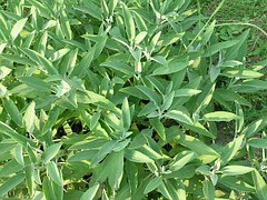 Picture of sage growing