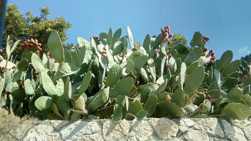 Cactus pears