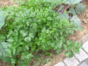 Picture of Parsley growing