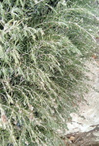 Rosemary growing wild in Bet Shemesh