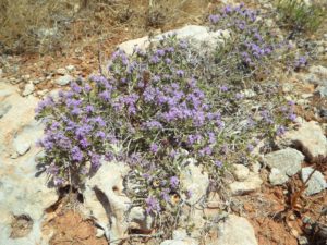 picture of wild thyme