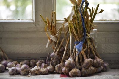 garlic drying