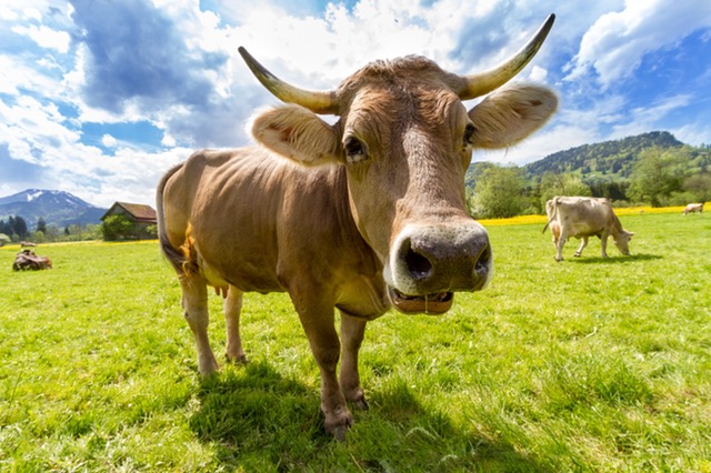 Cow in field