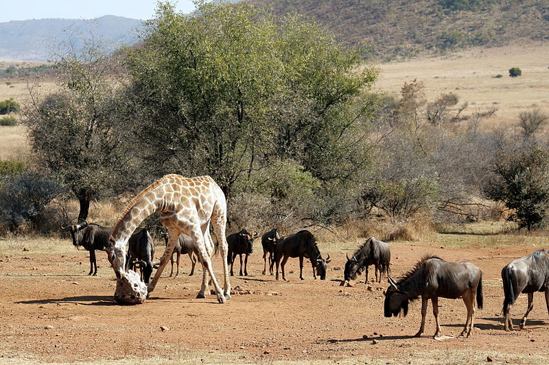 Pilanesberg salt lick